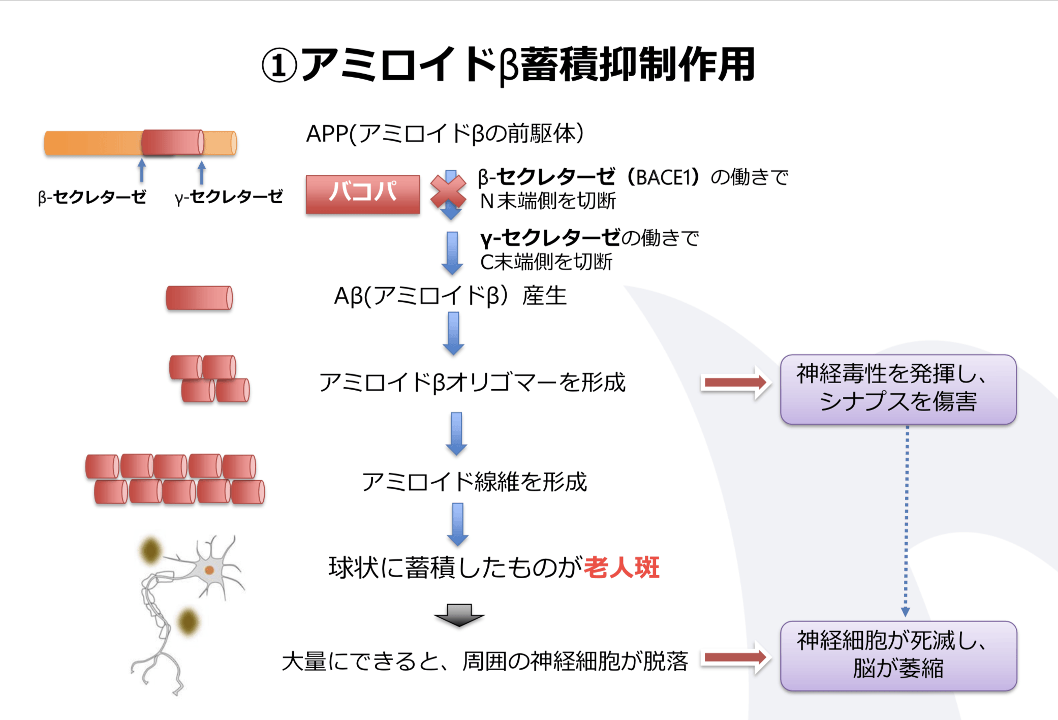 アミロイドβ蓄積抑制作用