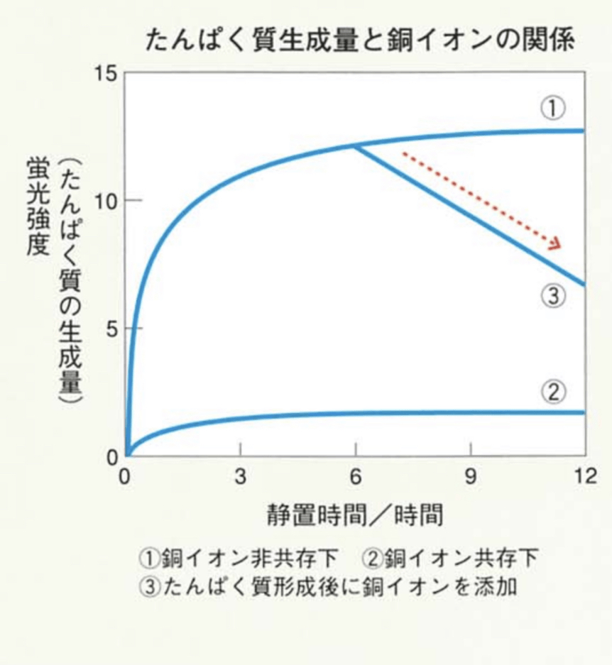 たんぱく質生成量と銅イオンの関係