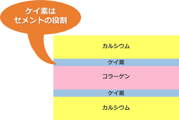 コラーゲン合成におけるケイ素の役割