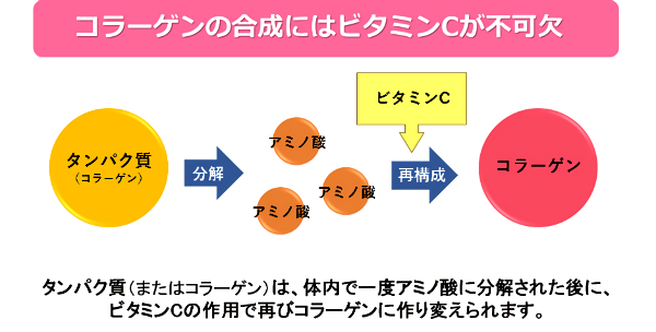 コラーゲン合成におけるビタミンCの役割