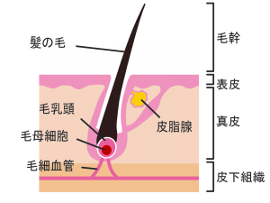 頭皮や毛根でコラーゲンの不足が薄毛の原因