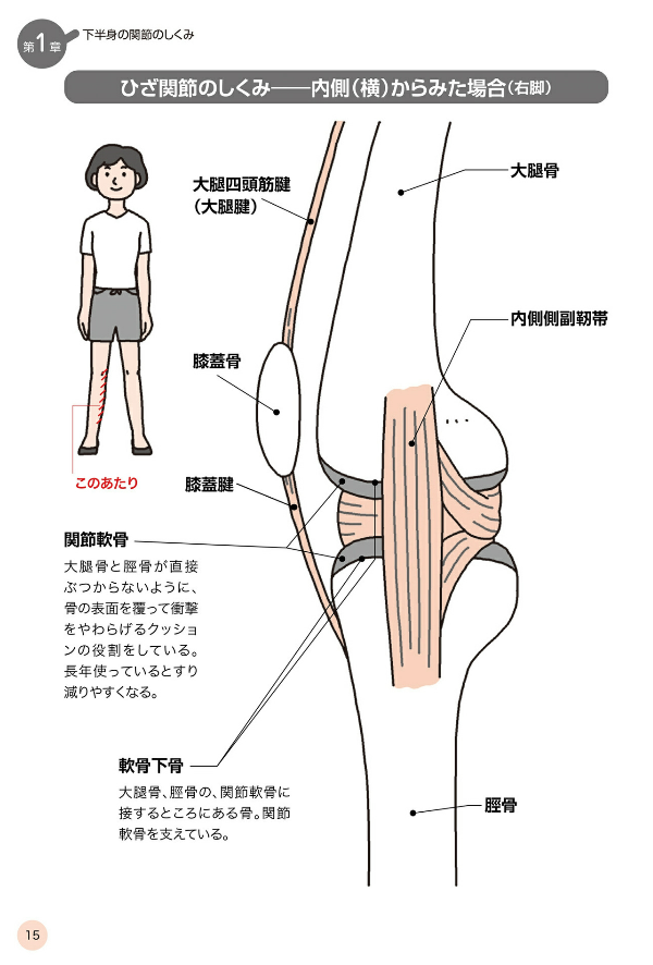 ひざ関節のしくみ。右脚を内側から見た際の骨や腱が詳細に記載されている。