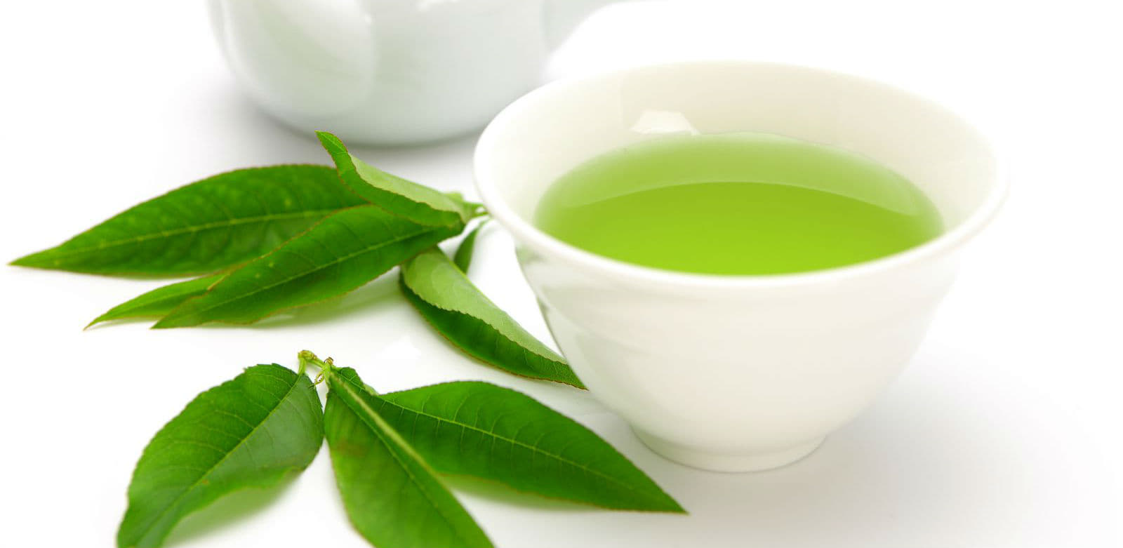 桑茶