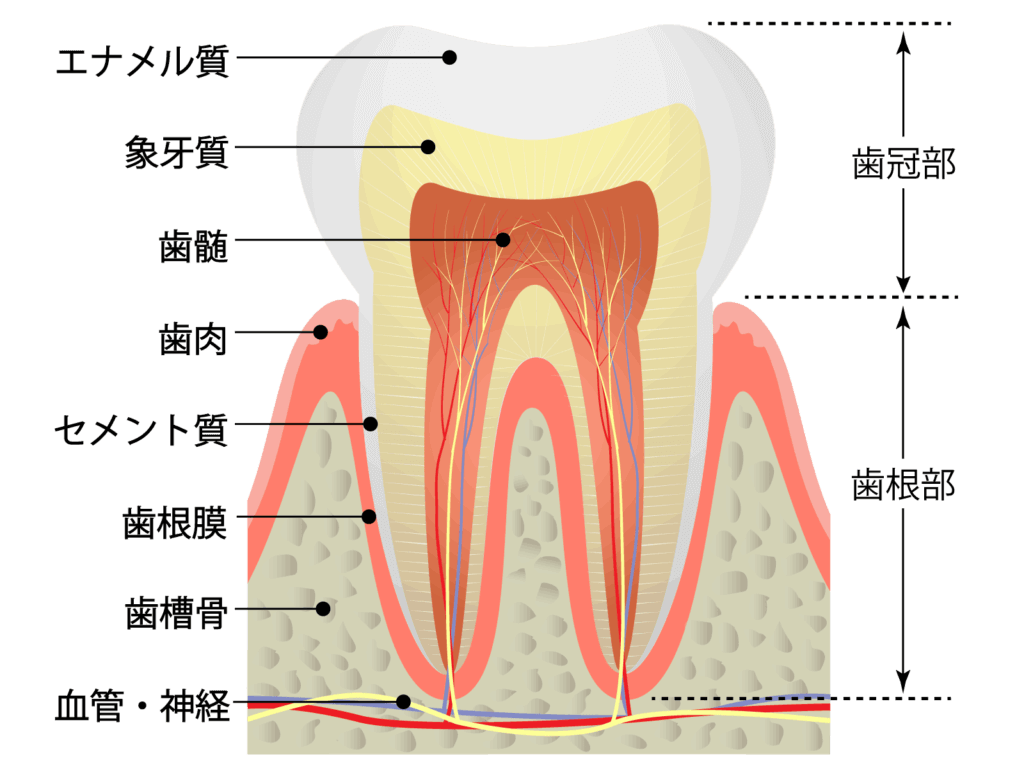 歯の断面図
