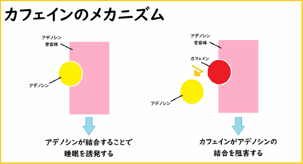 カフェインのメカニズム。カフェインがアデノシンの結合を阻害する。