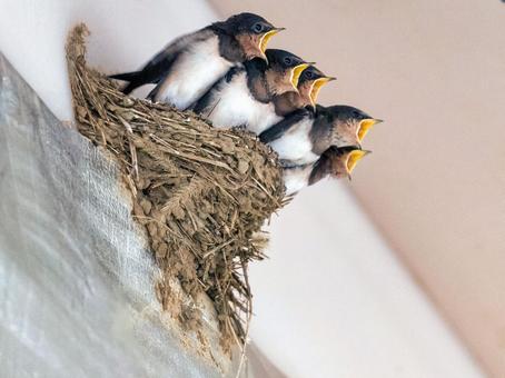 ツバメの巣の画像